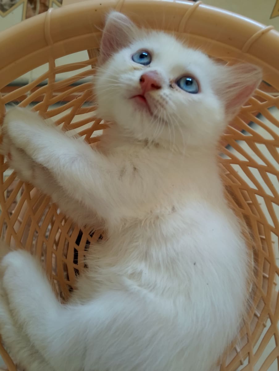 Chaton persan