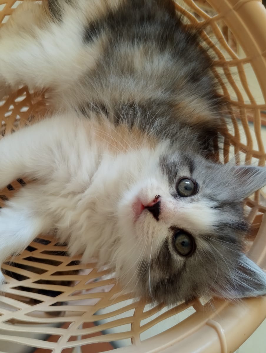 Chaton persan