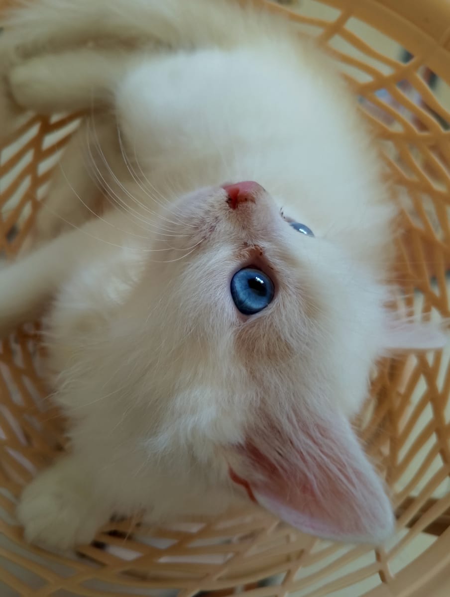 Chaton persan