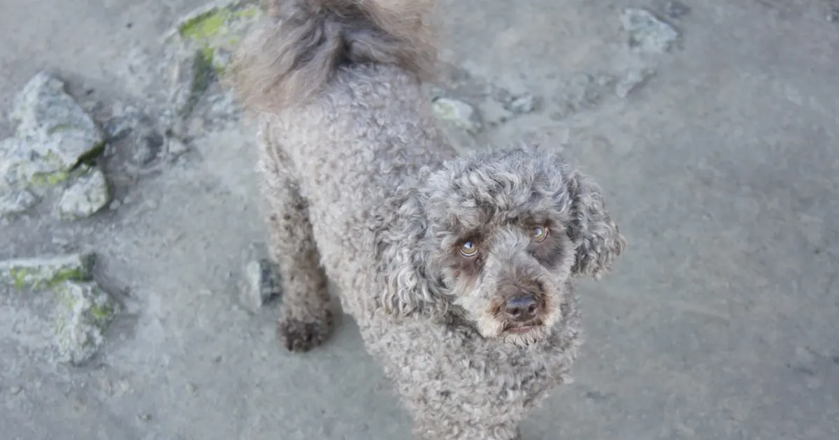 Le Caniche en Tunisie : Votre Guide Complet | Animalia.tn