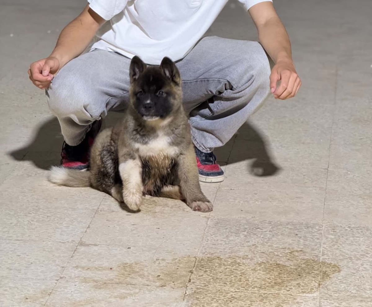 Chiot Akita américain 