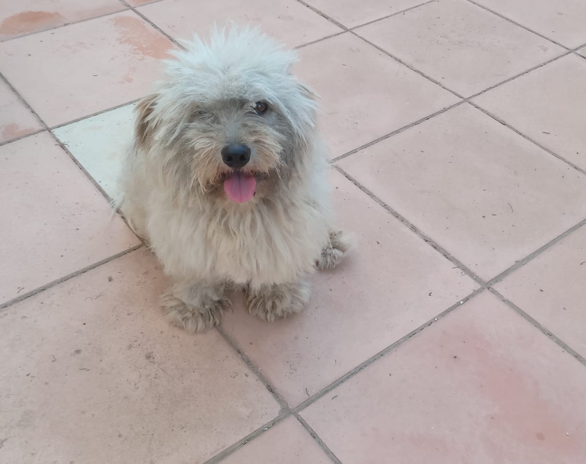 chien à vendre