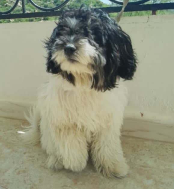 Bichon Havanais - Photo 1