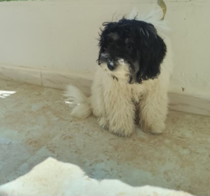 Bichon Havanais - Miniature 3