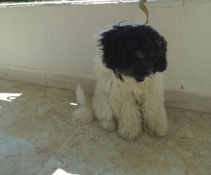 Bichon Havanais - Miniature 2