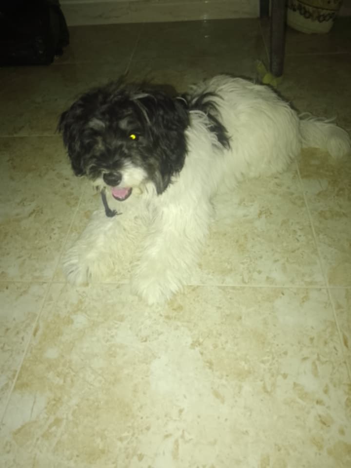 Bichon Havanais - Miniature 4