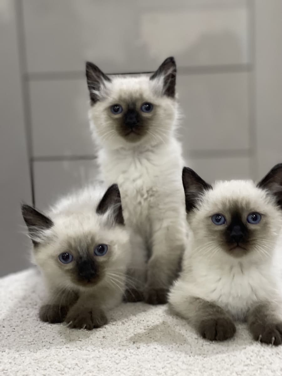 Chaton siamois ragdoll 
