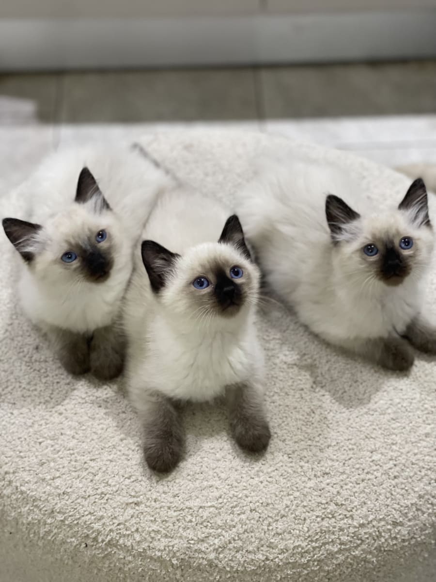 Chaton siamois ragdoll  - Miniature 2