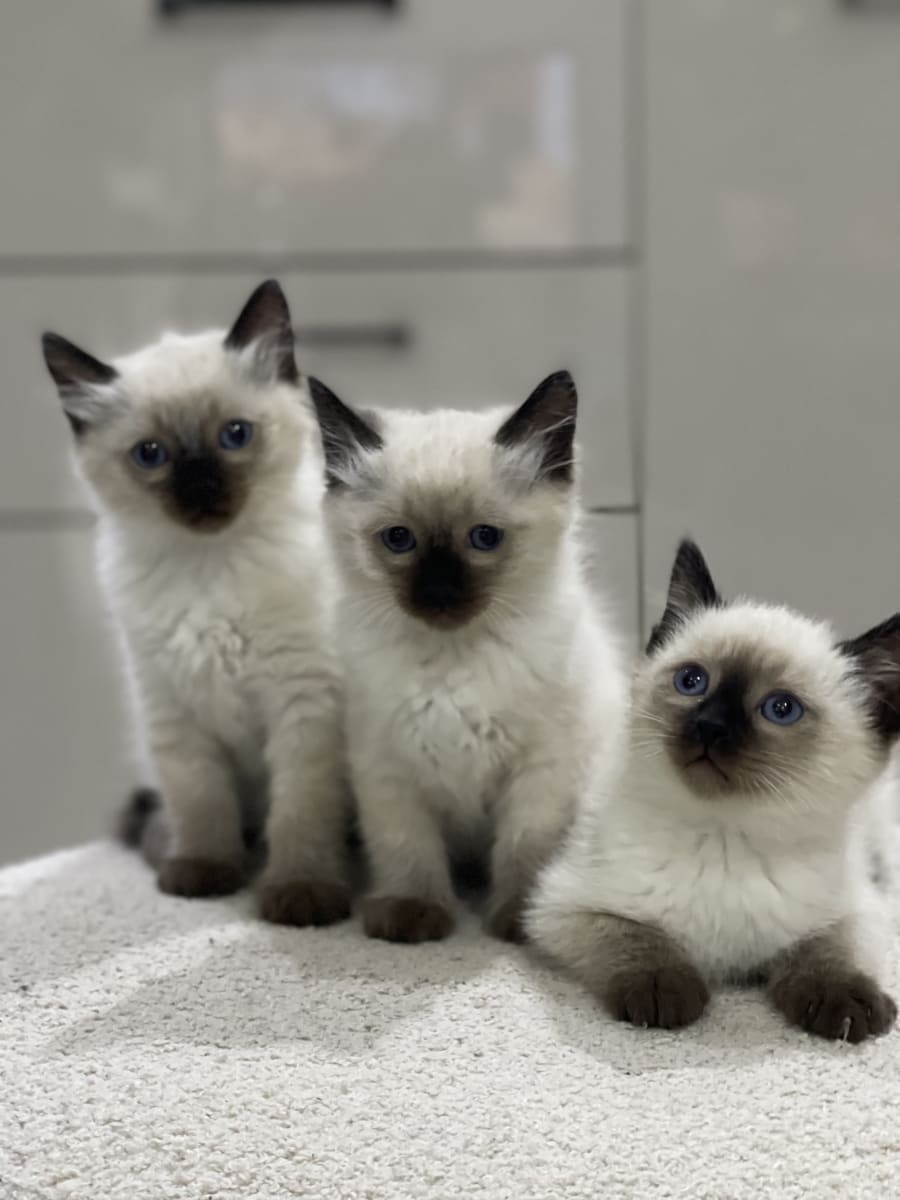 Chaton siamois ragdoll  - Miniature 3
