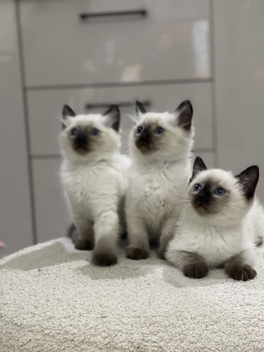 Chaton siamois ragdoll  - Miniature 4