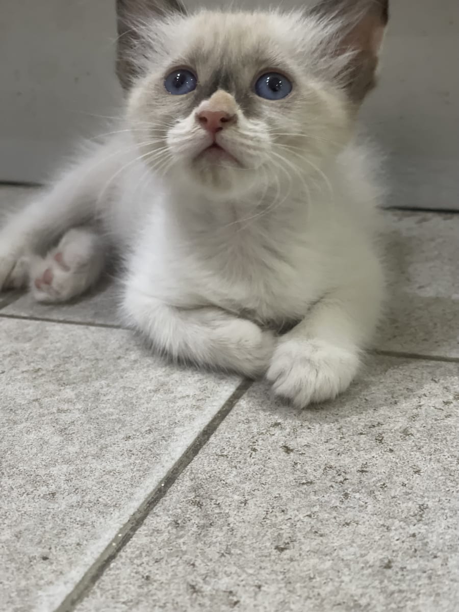 Chaton siamois ragdoll  - Miniature 5