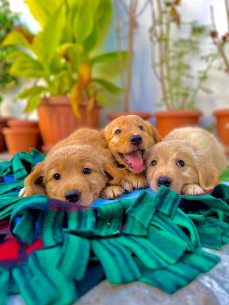 Chiot Golden Retriever