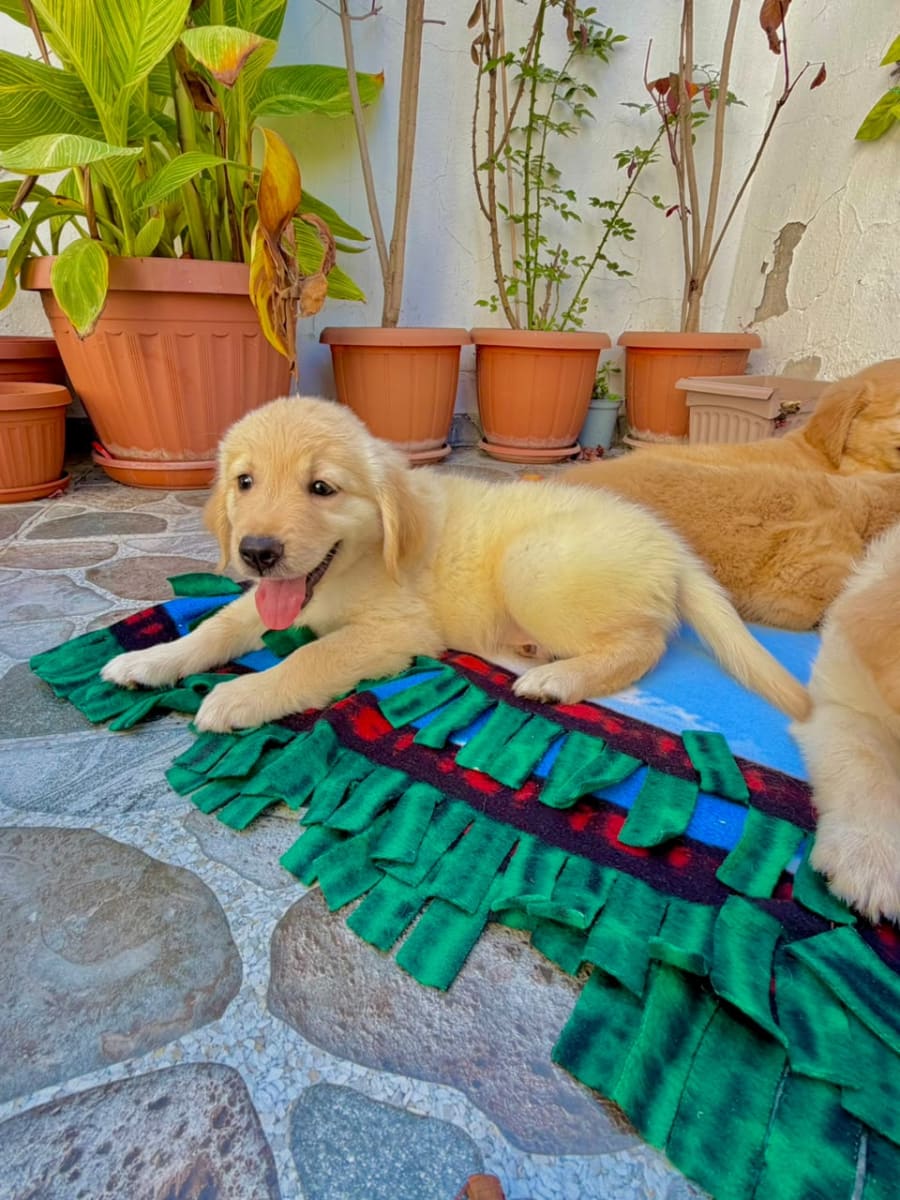 Chiot Golden Retriever - Miniature 3