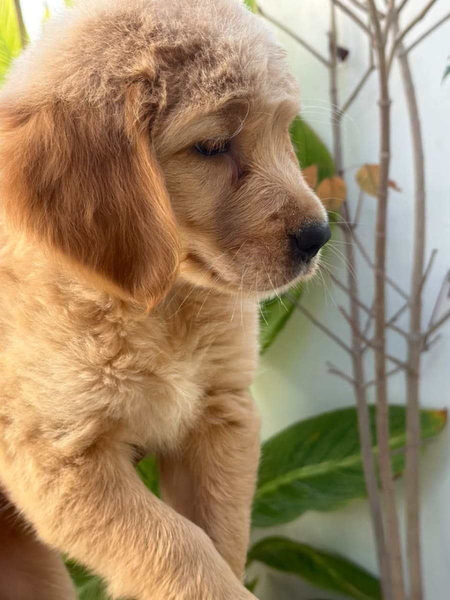 Chiot Golden Retriever - Miniature 2
