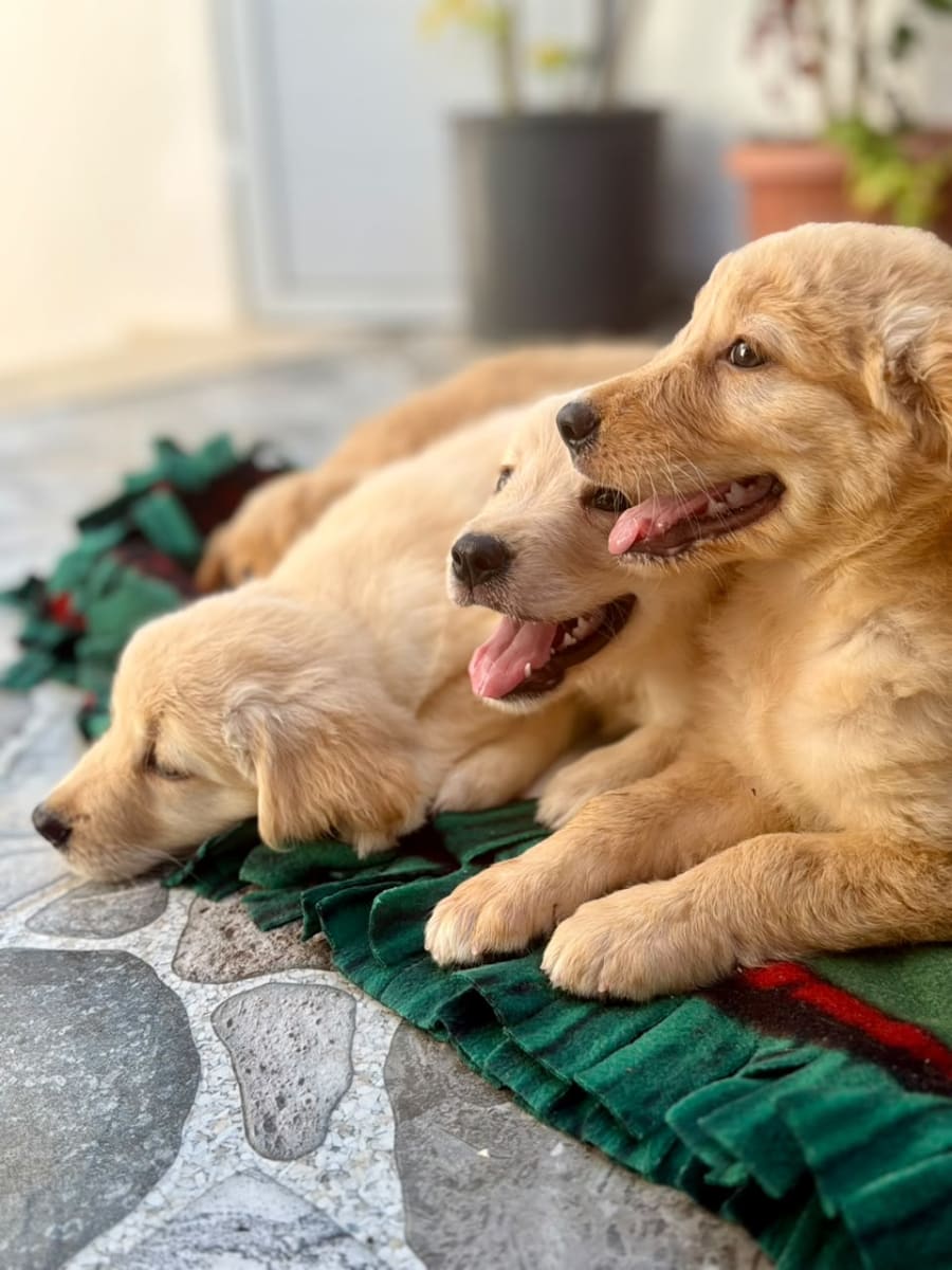 Chiot Golden Retriever - Miniature 4
