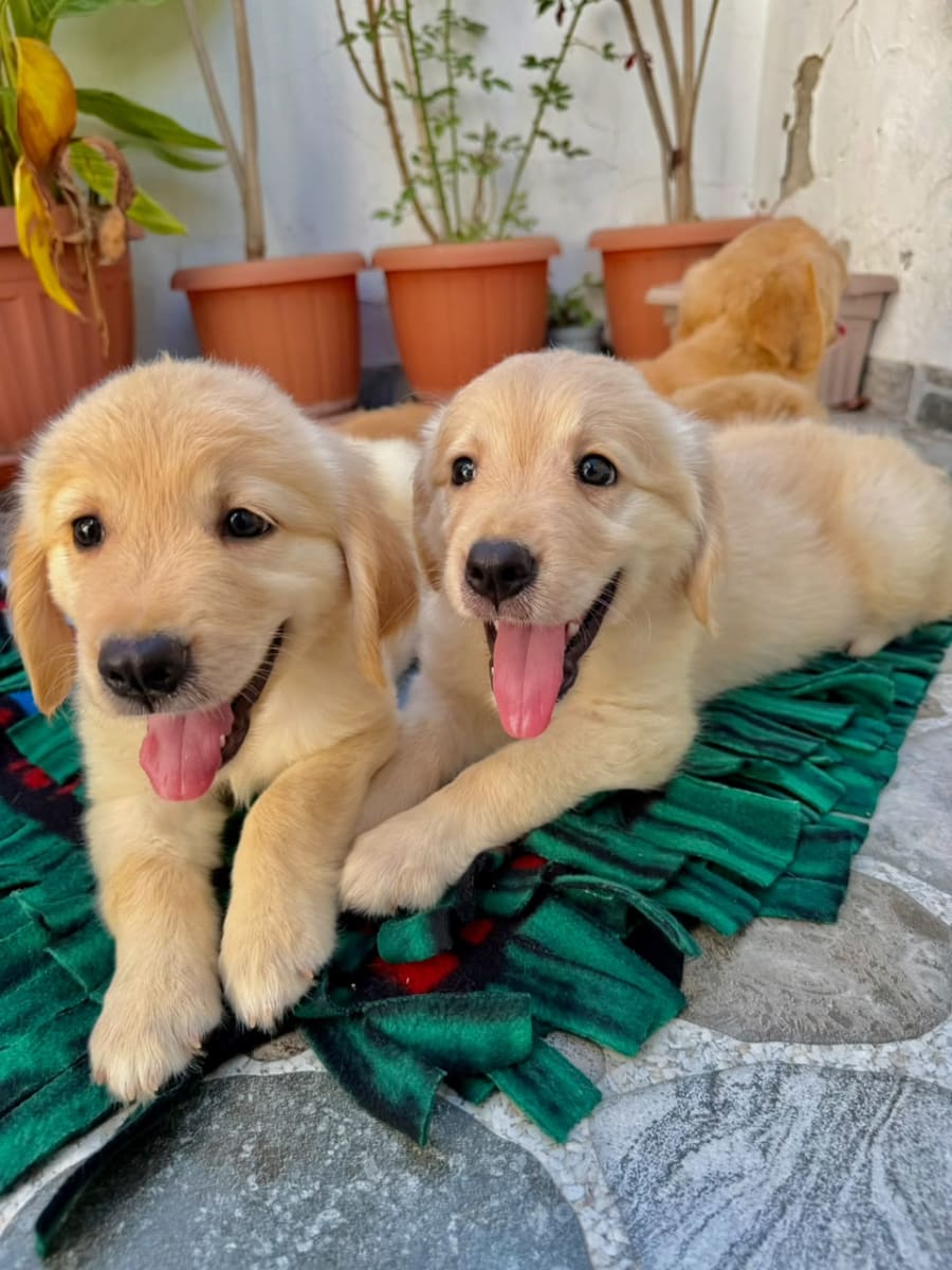 Chiot Golden Retriever - Miniature 5