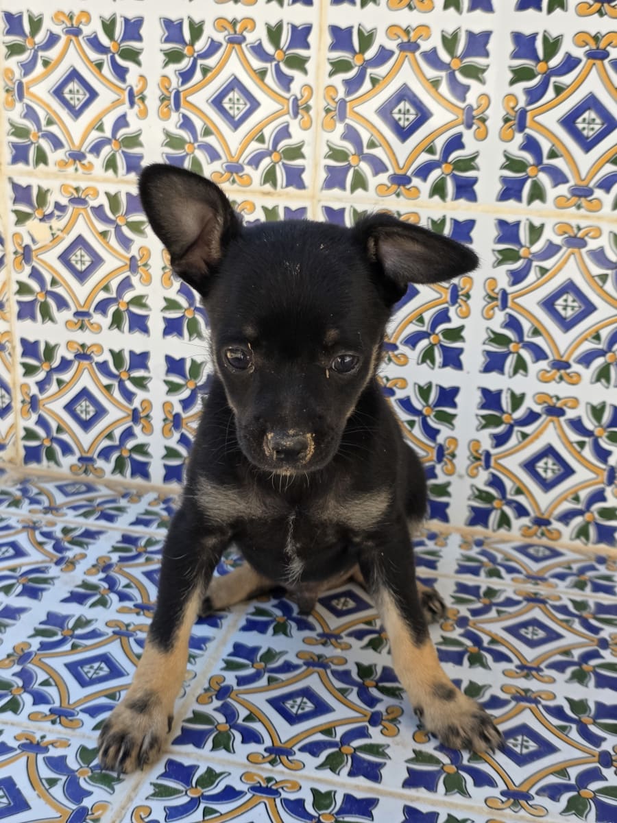 Chihuahua bataal ylawej ala dar - Miniature 2