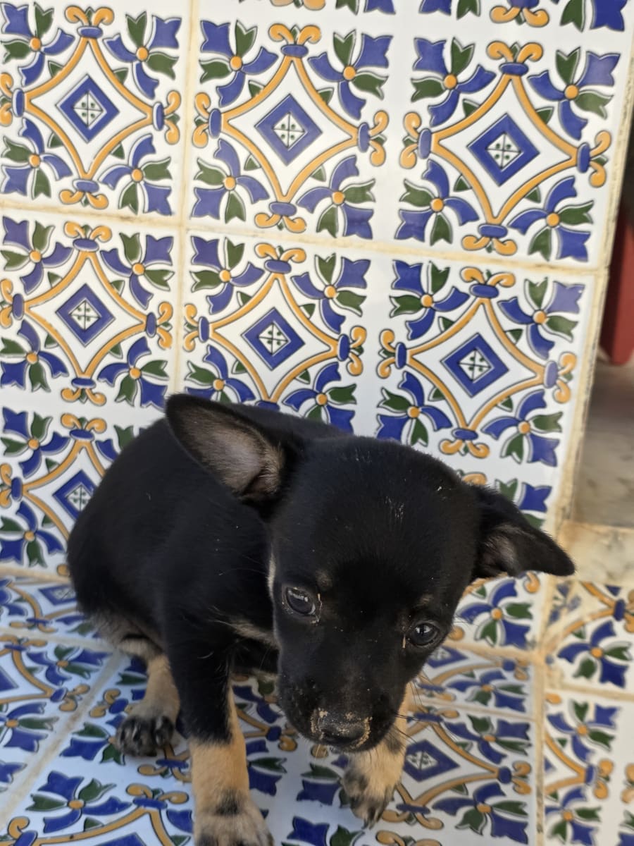Chihuahua bataal ylawej ala dar - Miniature 3