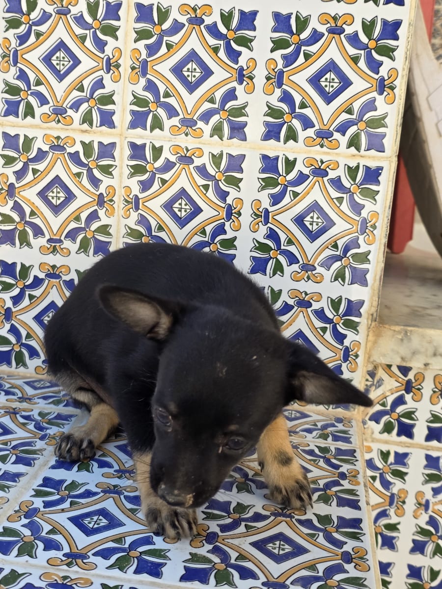 Chihuahua bataal ylawej ala dar - Miniature 4