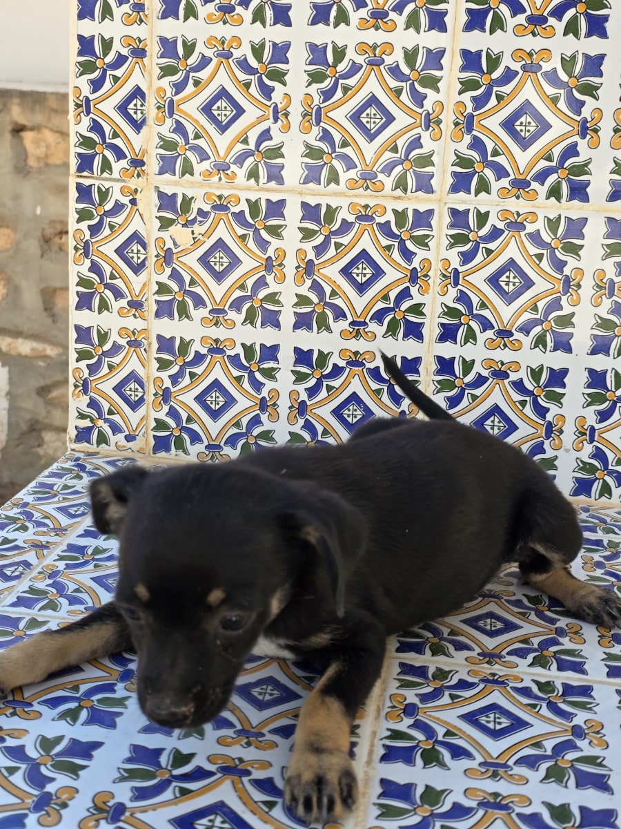Chihuahua bataala tlawej sokna