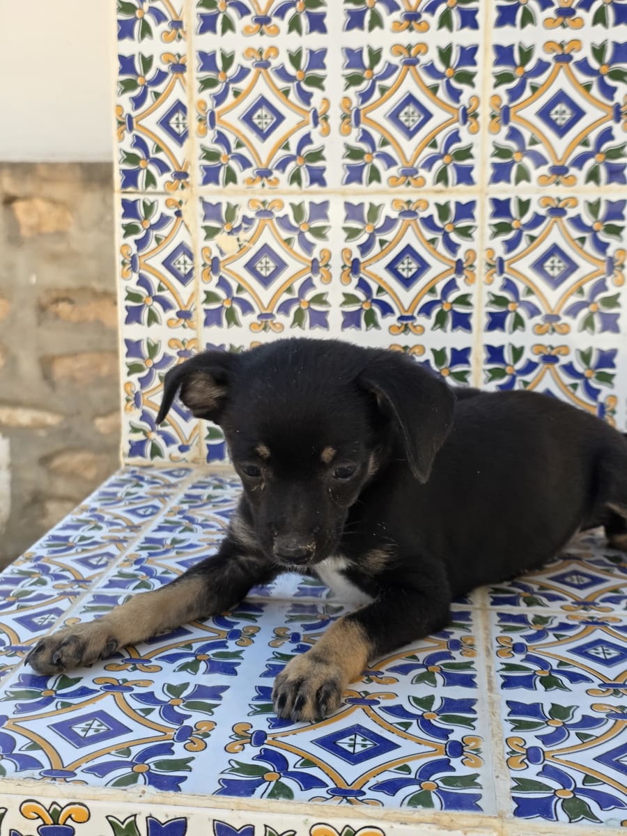 Chihuahua bataala tlawej sokna - Miniature 3