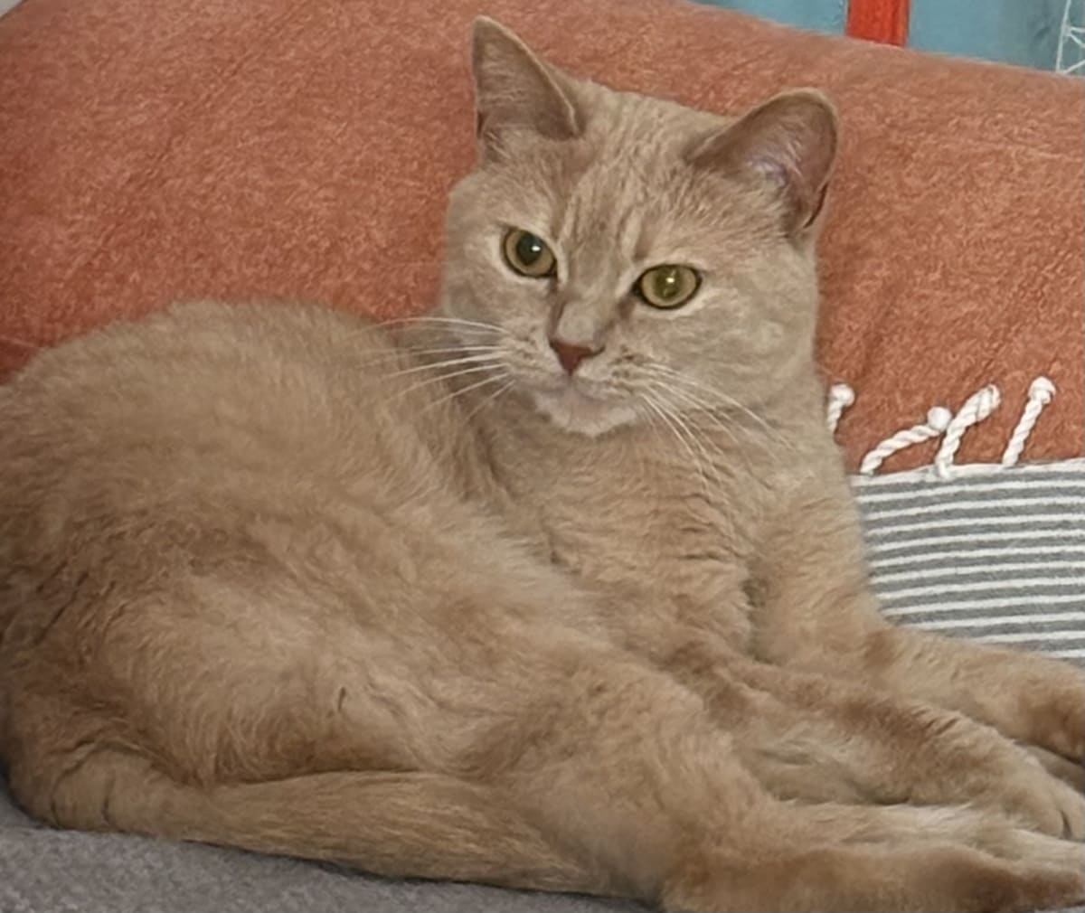 À adopter – Adorable chatte de 3 ans