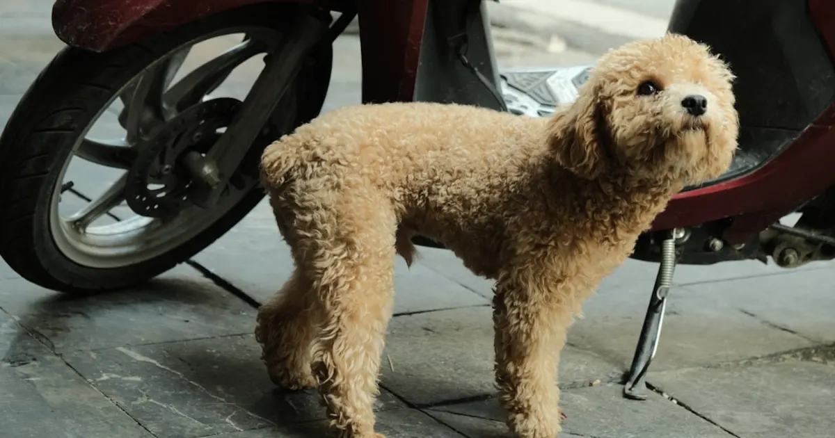 Caniche en Tunisie : Guide Complet sur le Caniche (كانيش)