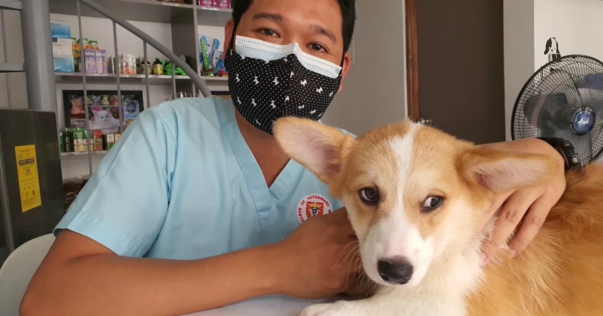 Le Piki Noir : Guide Complet pour Protéger Vos Animaux en Tunisie
