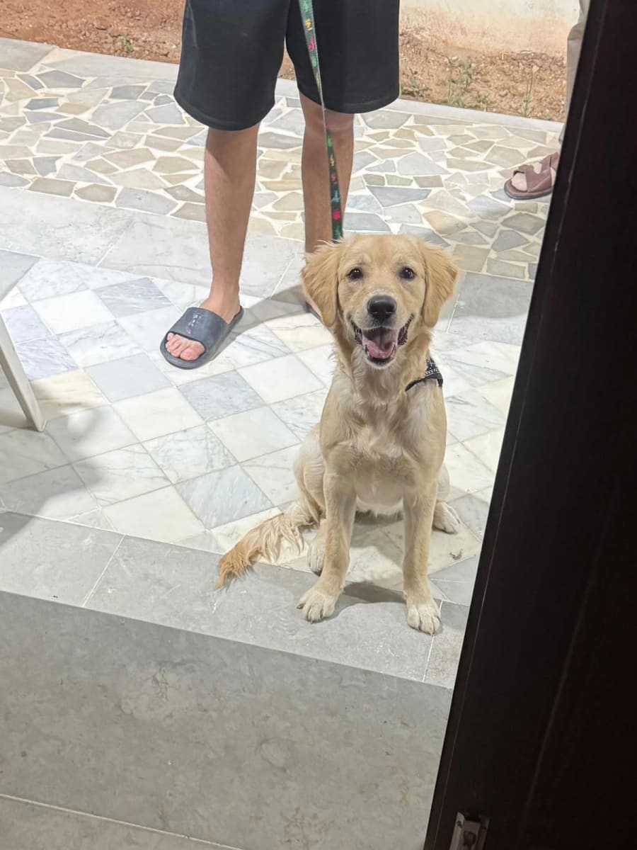 Labrador prix négociable