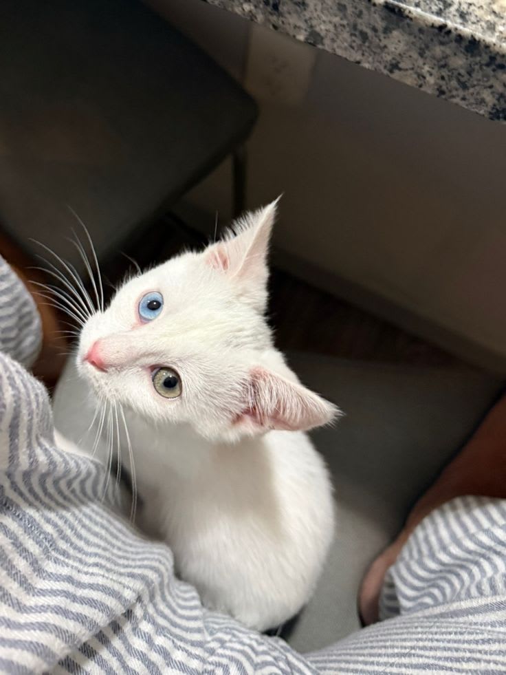Chatte female a vendre