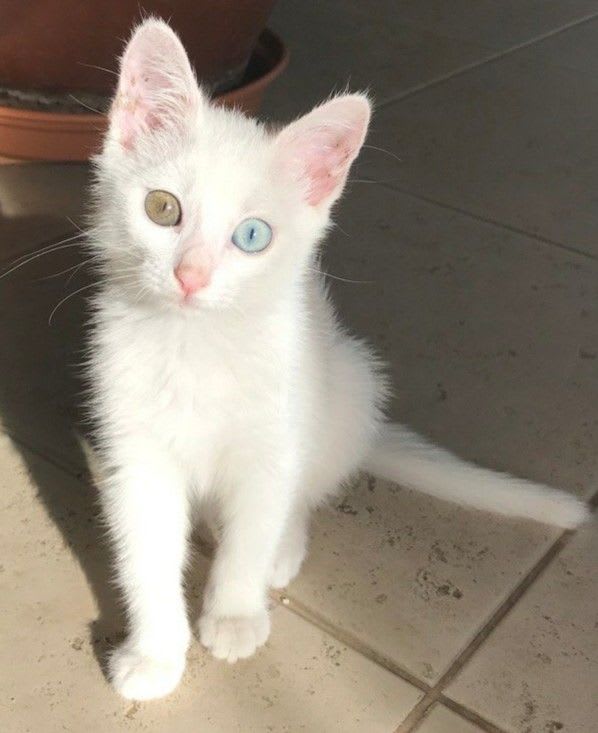 Chatte female a vendre - Miniature 2