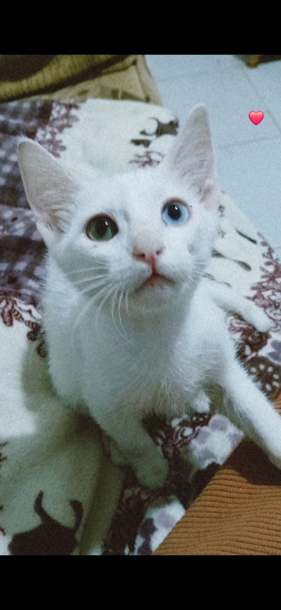 Chatte female a vendre - Miniature 3