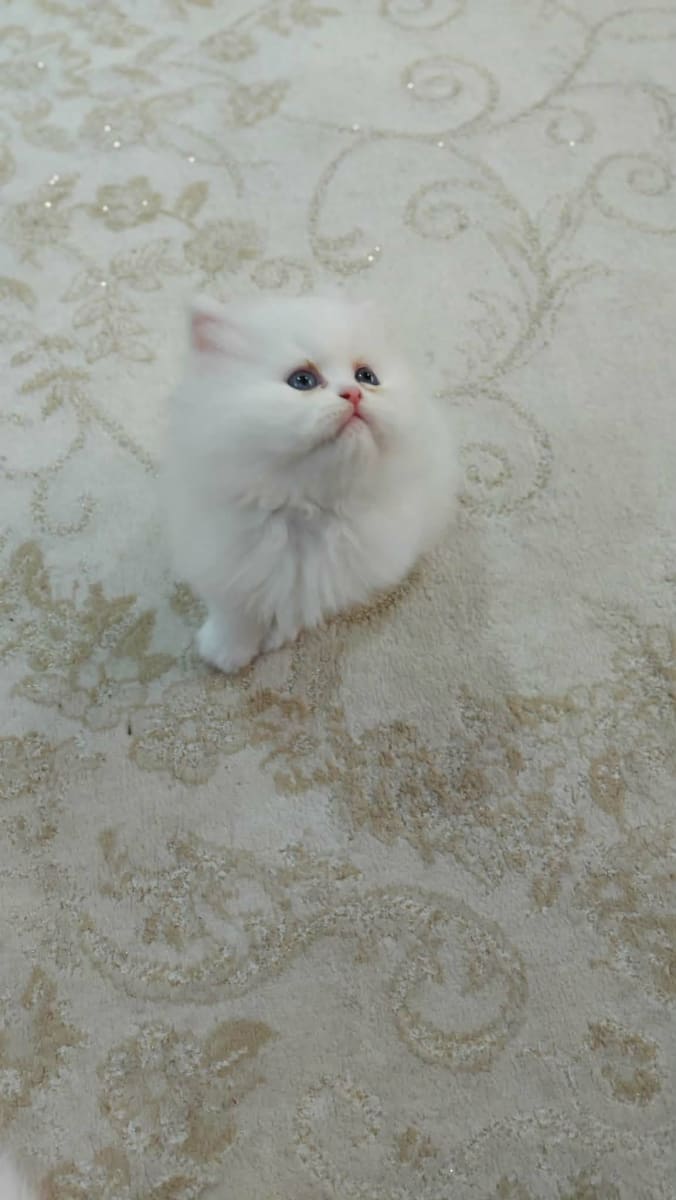 Chaton persan snow white 