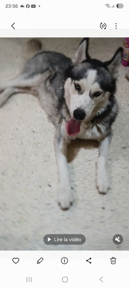 Vente chien husky