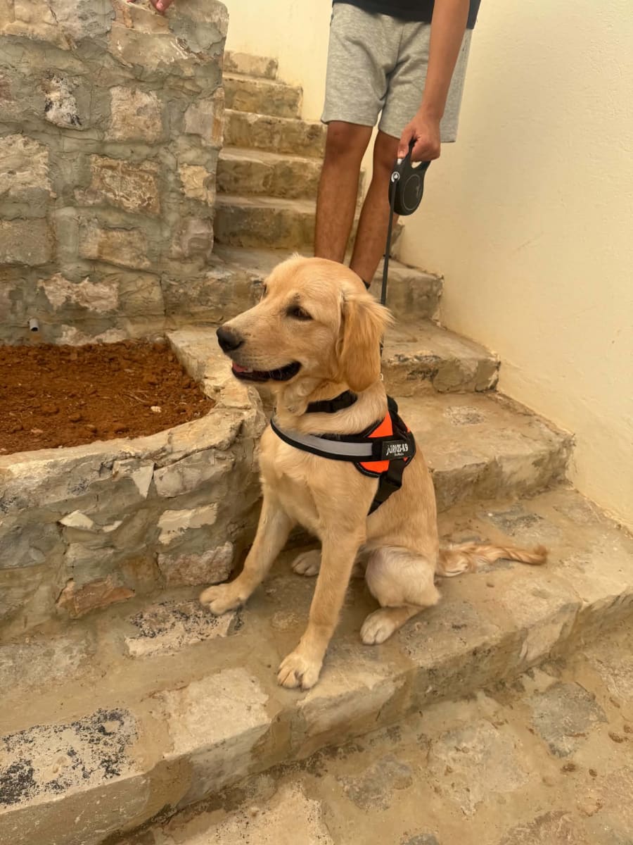 Golden retriver labrador 