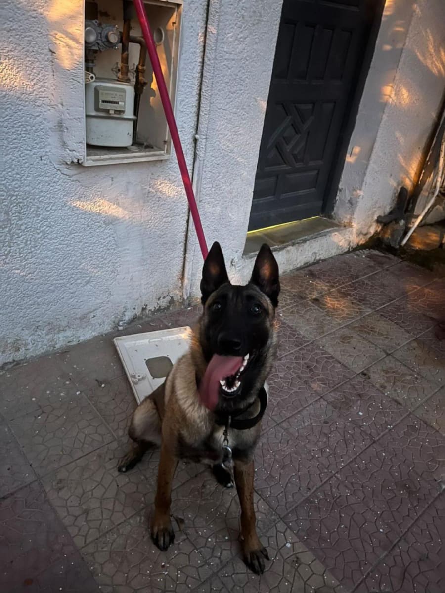 Malinois femme a vendre 