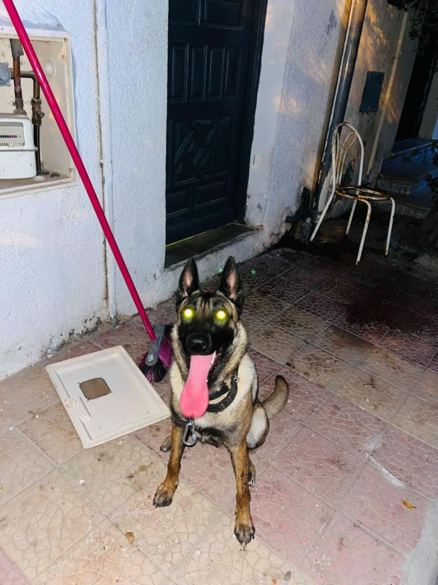 Malinois femme a vendre  - Miniature 2