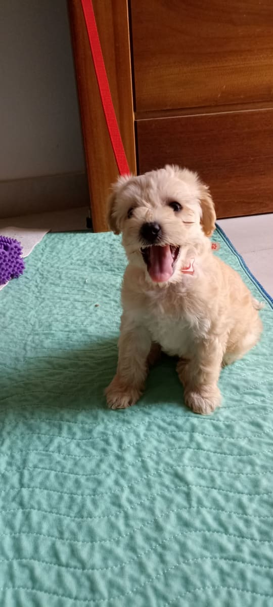  caniche bichon très doux  - Miniature 2
