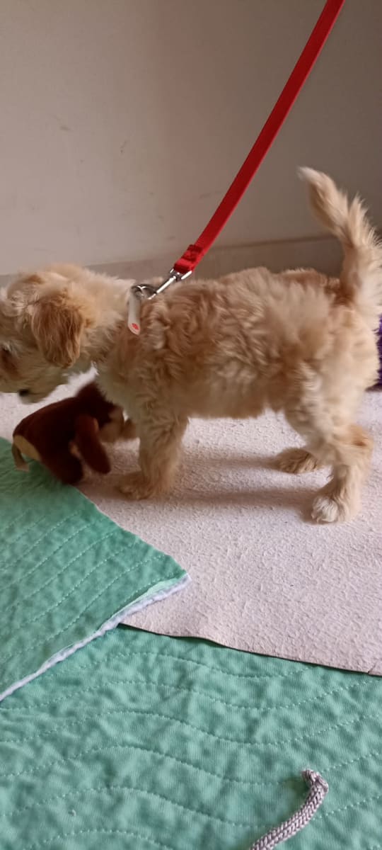  caniche bichon très doux  - Miniature 3