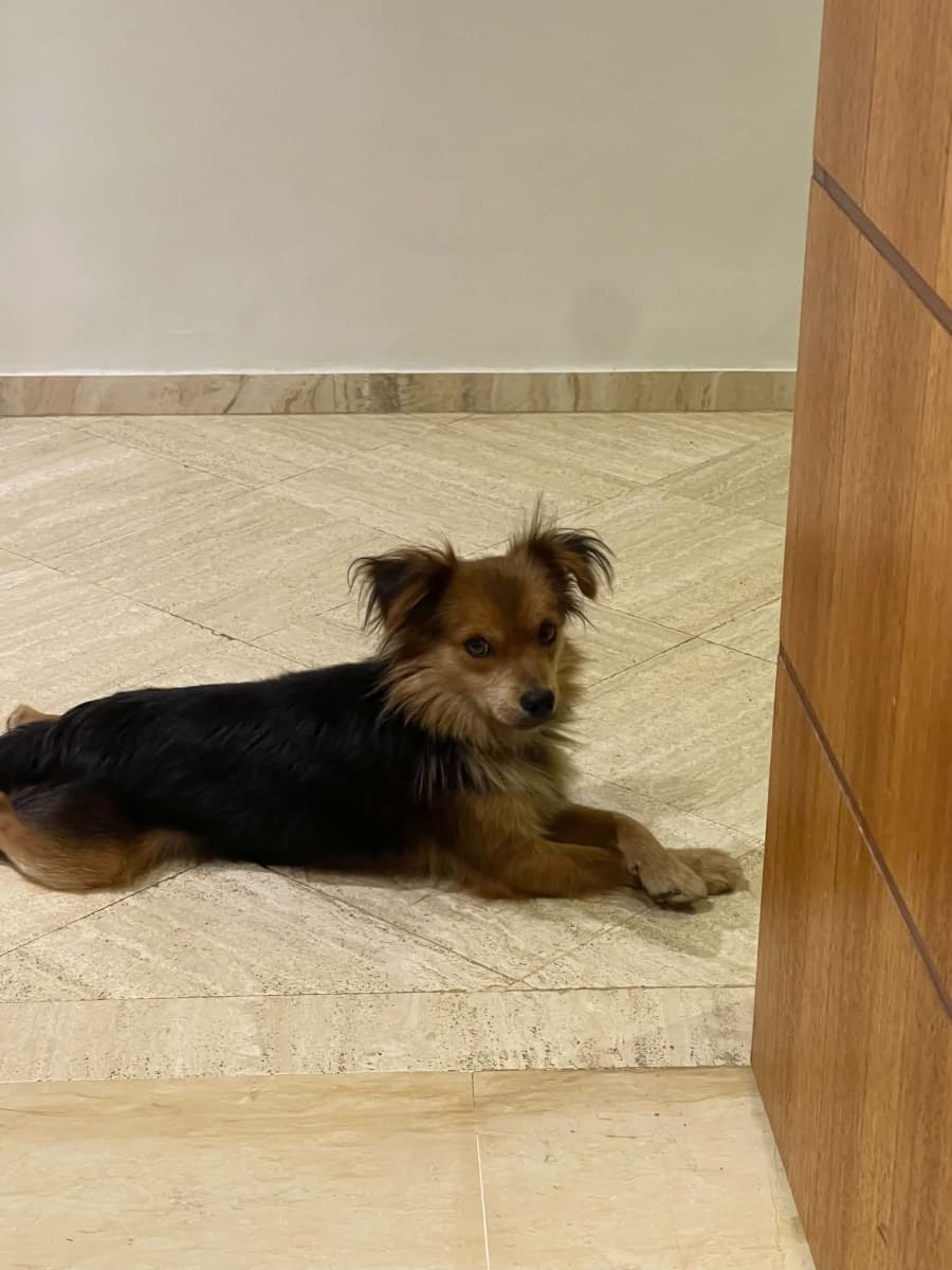 Pomeranien Spitz allemand