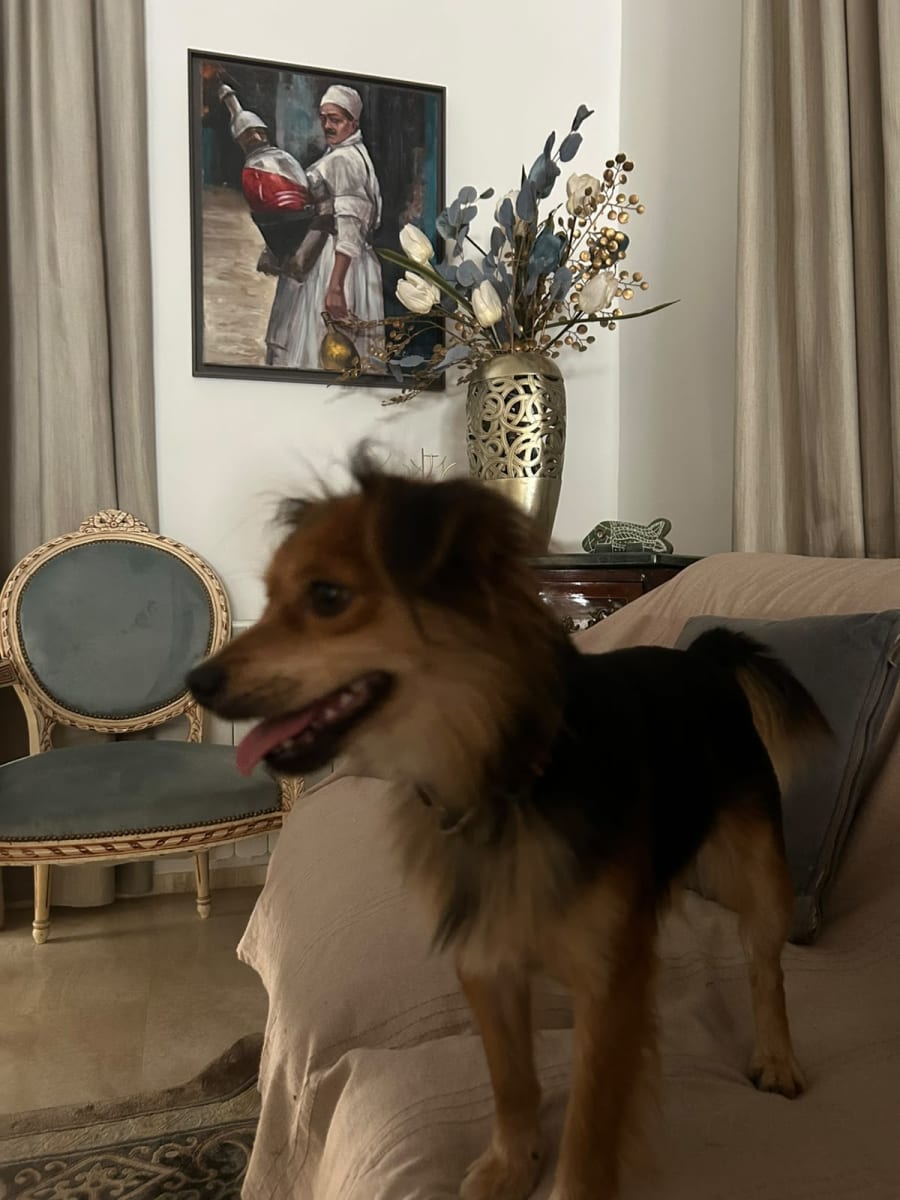 Pomeranien Spitz allemand  - Miniature 2