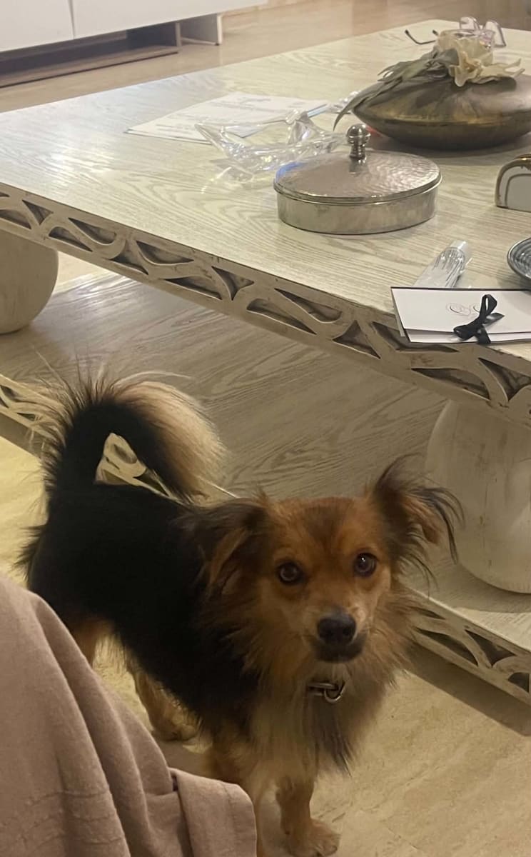 Pomeranien Spitz allemand  - Miniature 3