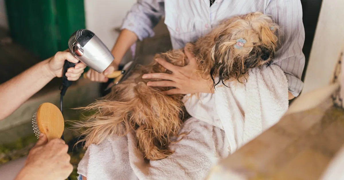 Vets en Tunisie : Le Guide Complet pour la Santé de Vos Animaux
