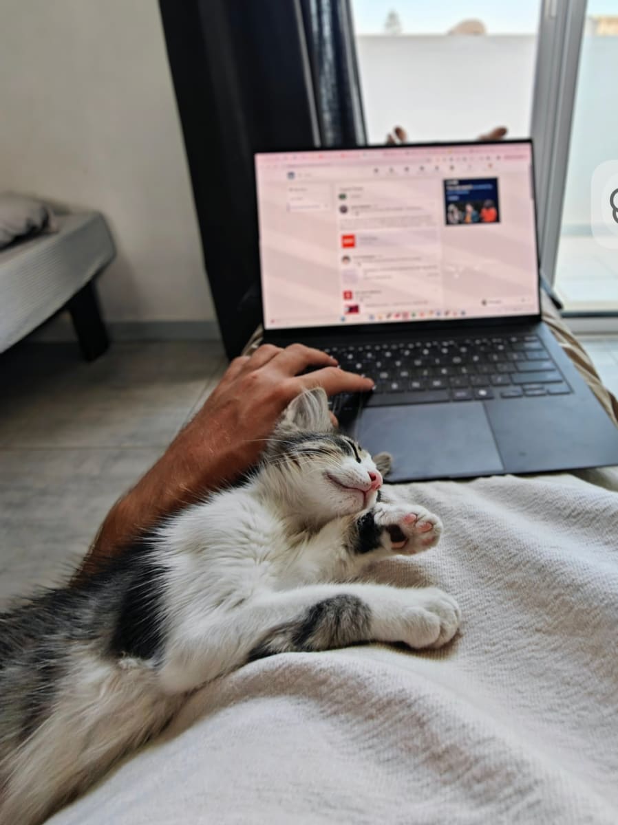 Lucy cherche une famille à La Marsa 🐱
