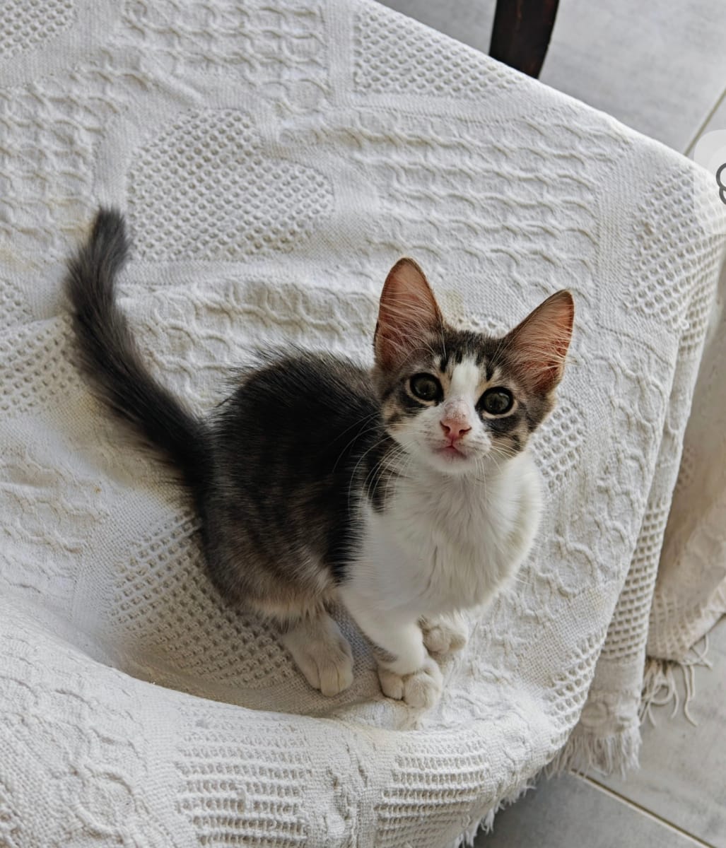 Lucy cherche une famille à La Marsa 🐱 - Miniature 2
