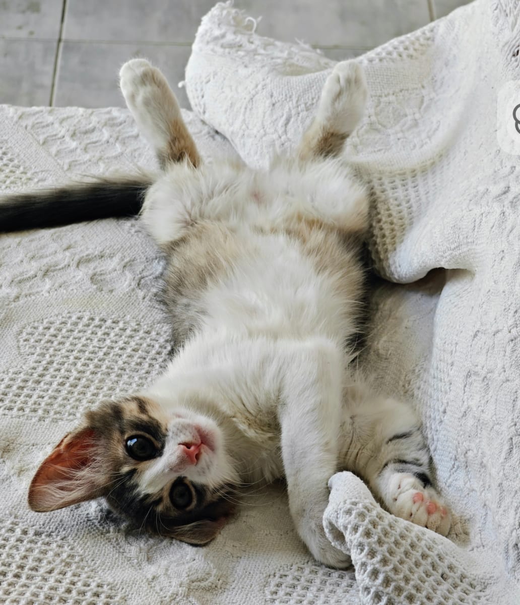Lucy cherche une famille à La Marsa 🐱 - Miniature 3
