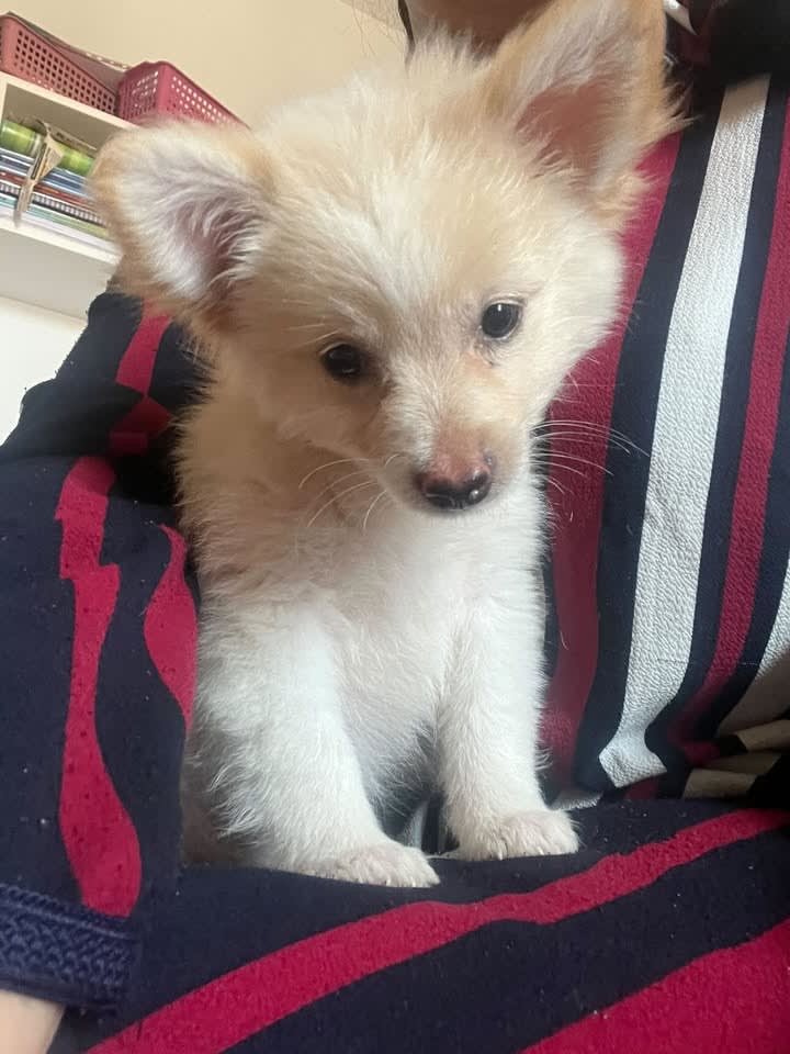 adorable spitz mix(pomeranian) - Miniature 3