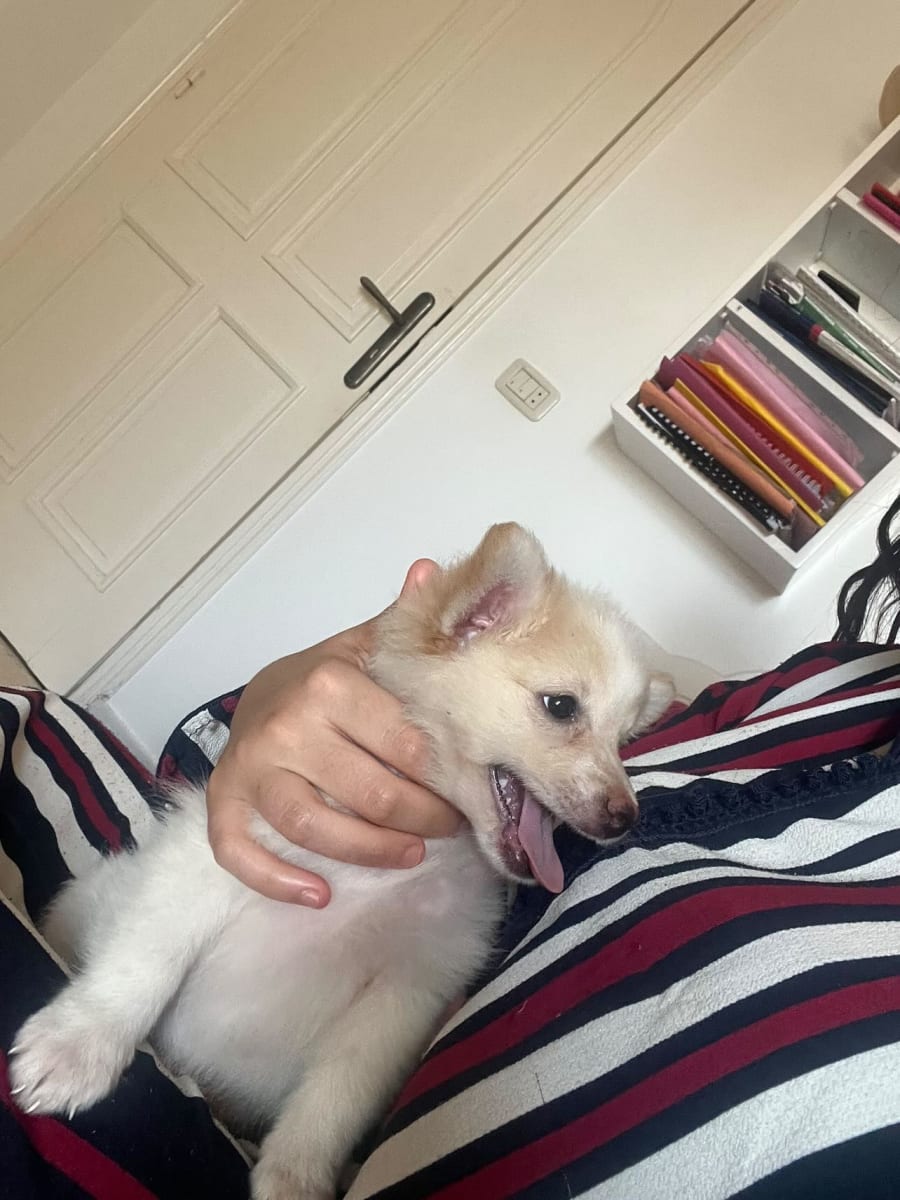 adorable spitz mix(pomeranian) - Miniature 4