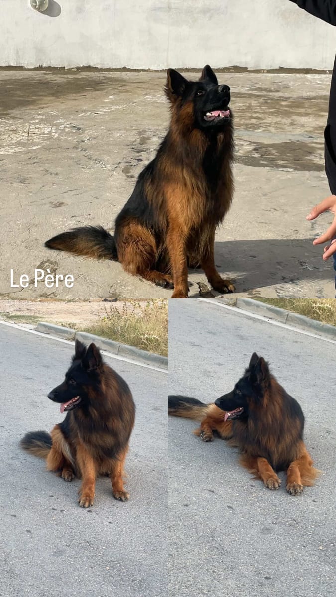 Berger allemand  - Miniature 2