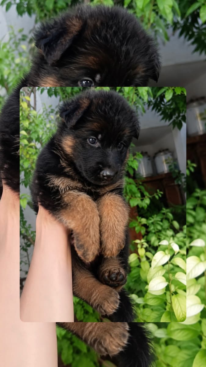 5 chiots berger allemand